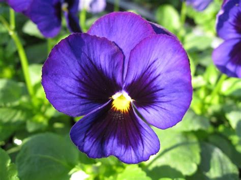 Come identificare i fiori viola perenni del Midwest